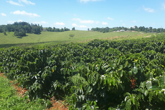 Flavour of Australia